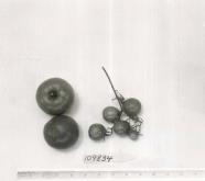 Click for 5 image(s) for this accession. FRUIT